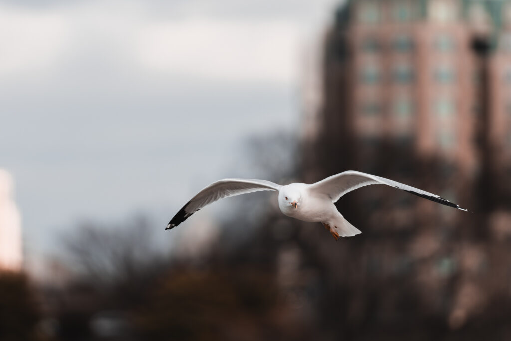 20250220-IMG_9532-Enhanced-NR